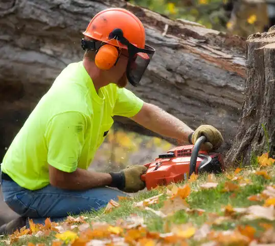 tree services Macks Creek